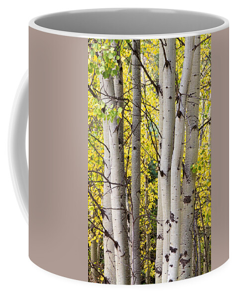 Aspen Coffee Mug featuring the photograph Aspen Trees in Autumn Color Portrait View by James BO Insogna