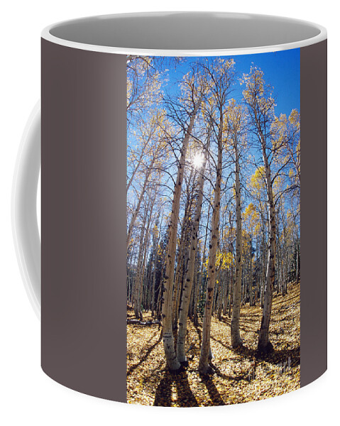 Aspen Tree Coffee Mug featuring the photograph Aspen Trees In The Sun by George D. Lepp