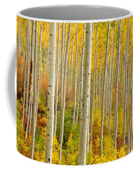 Aspen Trees Coffee Mug featuring the photograph Aspens In The Colorado Rockies by John Hoffman