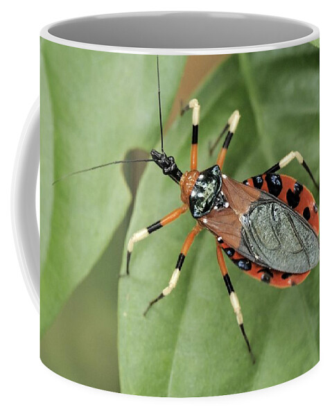 Wildlife Coffee Mug featuring the photograph Assassin Bug Eulyes Sp by Fletcher & Baylis