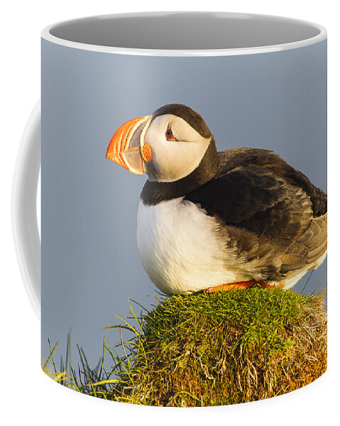 Nis Coffee Mug featuring the photograph Atlantic Puffin Iceland by Peer von Wahl