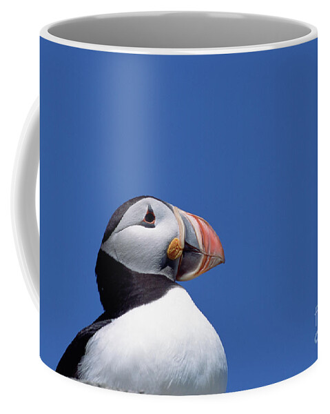 00342661 Coffee Mug featuring the photograph Atlantic Puffin In Breeding Colors by Yva Momatiuk and John Eastcott