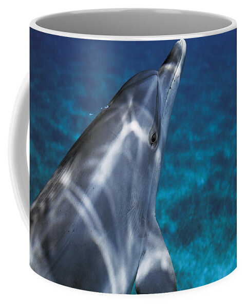 Feb0514 Coffee Mug featuring the photograph Atlantic Spotted Dolphin Bahamas by Hiroya Minakuchi
