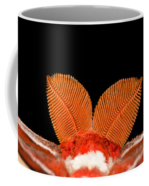Animal Coffee Mug featuring the photograph Atlas Moth Antennae by Jeffrey Lepore