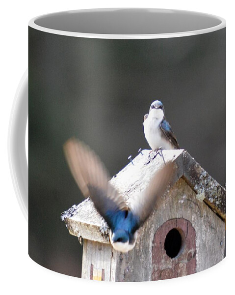 Tree Swallow Coffee Mug featuring the photograph Attacked by Thomas Phillips