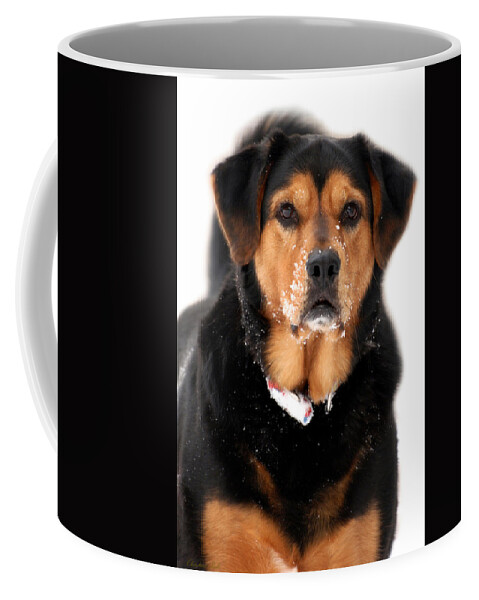 Dog Coffee Mug featuring the photograph Working Dog by Christina Rollo