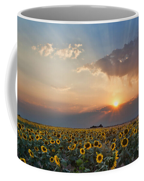 Flowers Coffee Mug featuring the photograph August Dreams by Jim Garrison