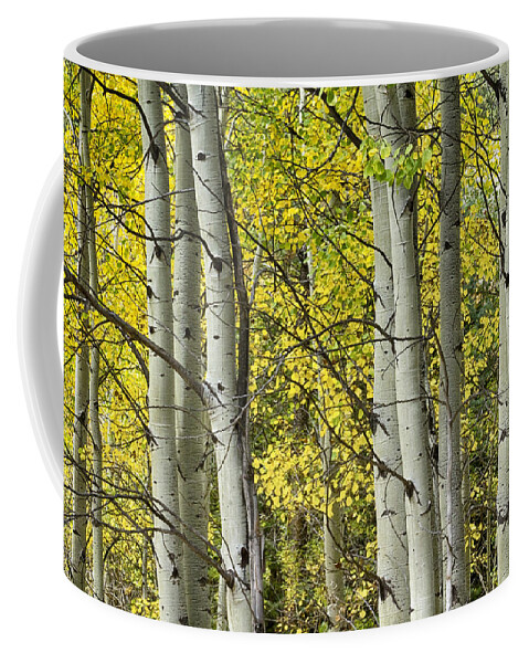 Autumn Coffee Mug featuring the photograph Autumn Aspen Tree Trunks In Their Glory by James BO Insogna