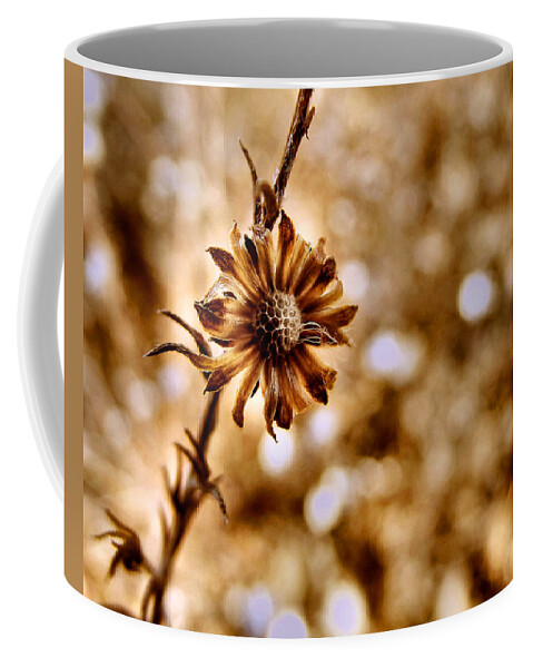 Macro Coffee Mug featuring the photograph Autumn Flower by Stephanie Hollingsworth
