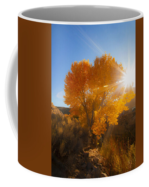 Autumn Tree Coffee Mug featuring the photograph Autumn Golden Birch Tree in The Sun Fine Art Photograph Print by Jerry Cowart