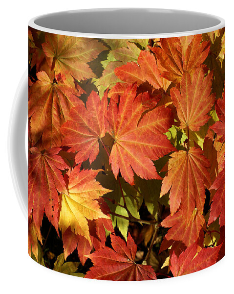 Autumn Coffee Mug featuring the photograph Autumn leaves 01 by Ron Harpham