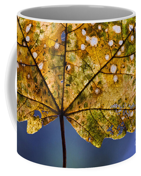 Leaf Coffee Mug featuring the photograph Autumn Leaves 3 by Bob Christopher