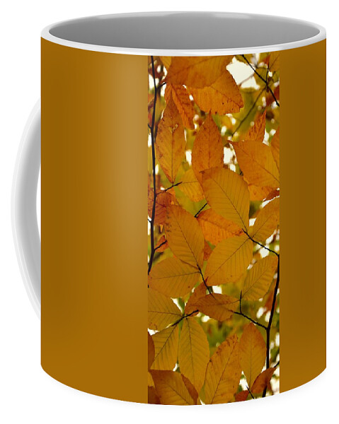Autumn Coffee Mug featuring the photograph Autumn Leaves by Corinne Rhode