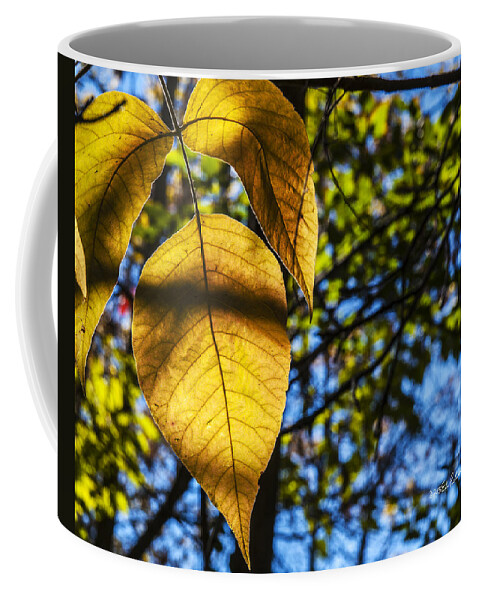 Fall Coffee Mug featuring the photograph Autumn Leaves by Ed Peterson