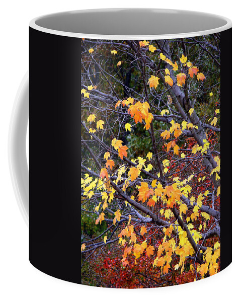 Trees Coffee Mug featuring the photograph Autumn Moods 20 by Rodney Lee Williams