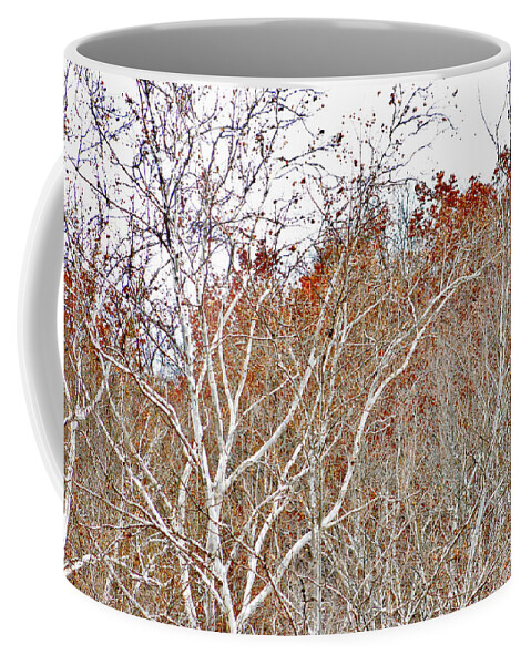 Cuyahoga Valley National Park Coffee Mug featuring the photograph Autumn Sycamores by Bruce Patrick Smith