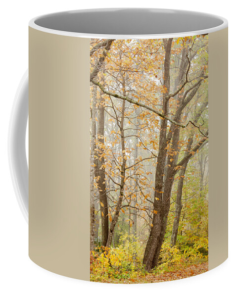 Appalacia Coffee Mug featuring the photograph Autumn Trees by Jo Ann Tomaselli by Jo Ann Tomaselli