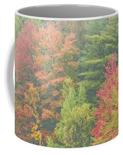 Fall Coffee Mug featuring the photograph AutumnTrees And Fog by Keith Webber Jr