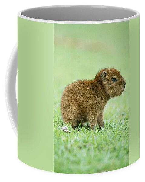 Capybara Coffee Mug featuring the photograph Baby Capybara by M. Watson