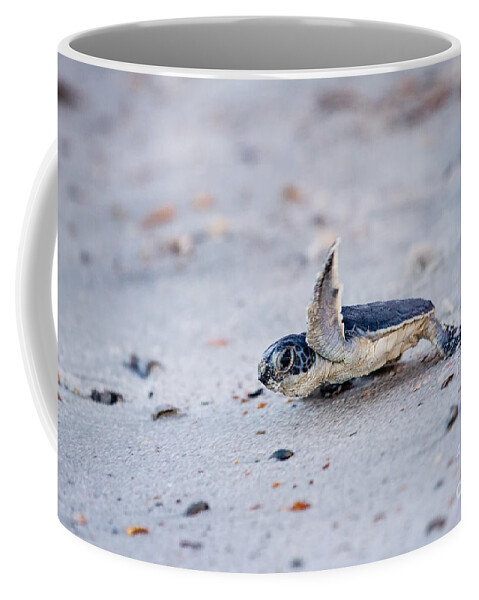 Green Sea Turtle Coffee Mug featuring the photograph Baby Green Sea Turtle by Dawna Moore Photography