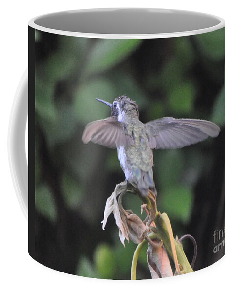 Female Coffee Mug featuring the photograph Baby Hummingbird On Plant by Jay Milo