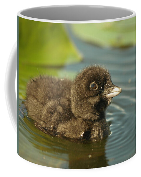 Common Loon Coffee Mug featuring the photograph Baby Loon by James Peterson