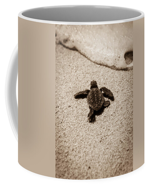 Baby Loggerhead Coffee Mug featuring the photograph Baby Sea Turtle by Sebastian Musial