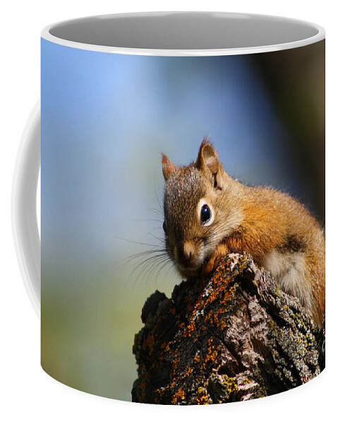 Animal Coffee Mug featuring the photograph Baby Squirrel by Teresa Zieba