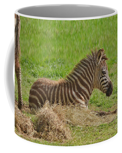 Zebra Coffee Mug featuring the photograph Baby Zebra Resting by Kathy Baccari