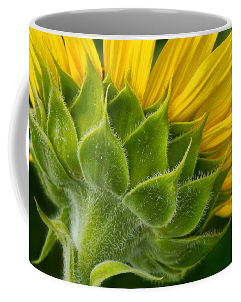 Back Of Sunflower Coffee Mug featuring the photograph Back of Sunflower by Carolyn Derstine