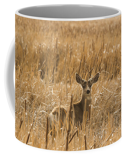 Animal Coffee Mug featuring the photograph Backlit Deer by Jean Noren