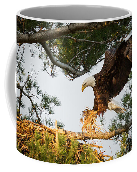 Bald Eagle Coffee Mug featuring the photograph Bald Eagle building nest by Everet Regal