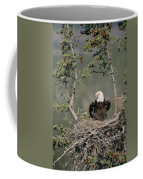 Feb0514 Coffee Mug featuring the photograph Bald Eagle Calling On Nest Alaska by Michael Quinton