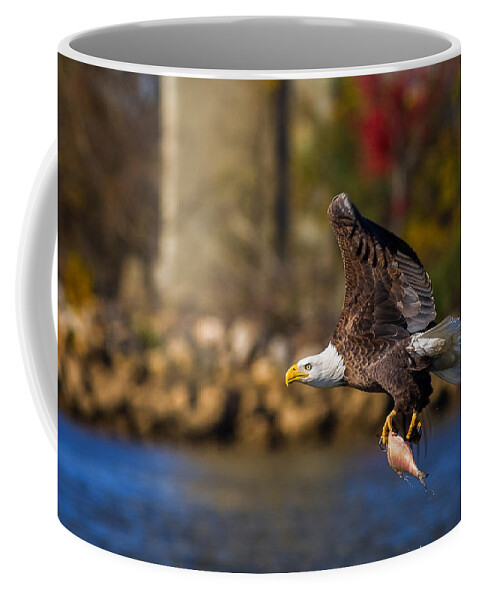Da* 300 Coffee Mug featuring the photograph Bald Eagle in Flight over Water Carrying a Fish by Lori Coleman