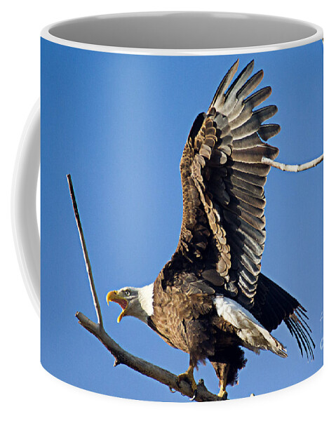 Bald Eagle Coffee Mug featuring the photograph Bald Eagle Pre Flight Announcement by Bob Hislop