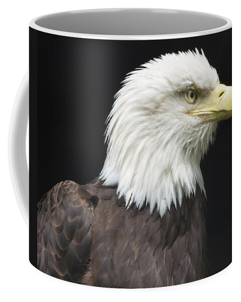 Eagle Coffee Mug featuring the photograph Bald Eagle Profile 2 by Richard Bryce and Family