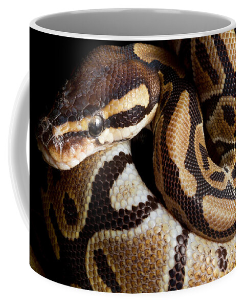 Ball Python Coffee Mug featuring the photograph Ball Python Python Regius by David Kenny