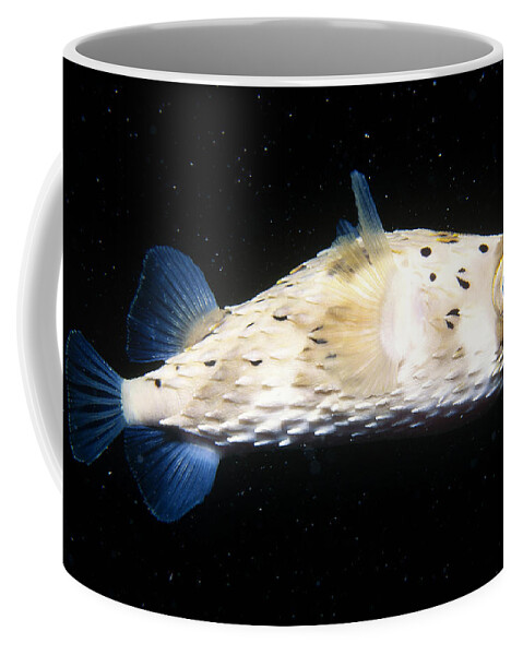 Animal Coffee Mug featuring the photograph Balloonfish by Mary Beth Angelo