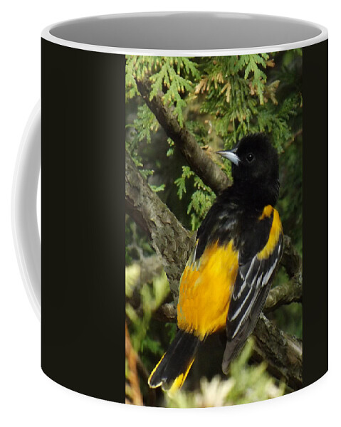 Bird Coffee Mug featuring the photograph Baltimore Oriole heres looking atcha by Brenda Brown