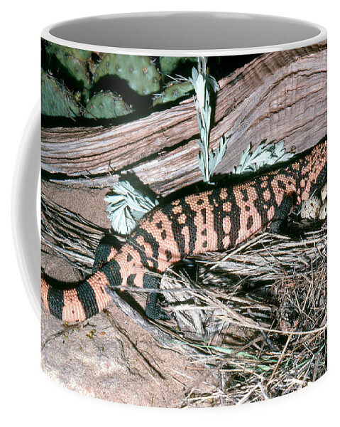 Animal Coffee Mug featuring the photograph Banded Gila Monster by Robert J. Erwin