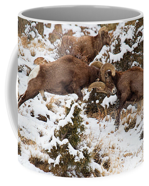 Bighorn Sheep Coffee Mug featuring the photograph Bang-Bang by Jim Garrison