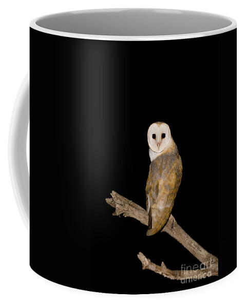 Alertness Coffee Mug featuring the photograph Barn Owl Tyto alba by Eyal Bartov