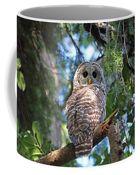 Owls Coffee Mug featuring the photograph Barred Owl and Holly by Peggy Collins