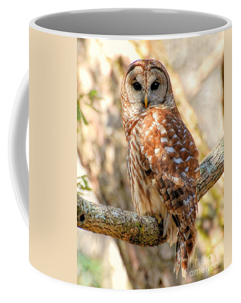 Birds Coffee Mug featuring the photograph Barred Owl by Kathy Baccari
