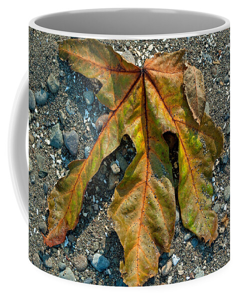 Tolmie State Park Coffee Mug featuring the photograph Beached Leaf by Tikvah's Hope