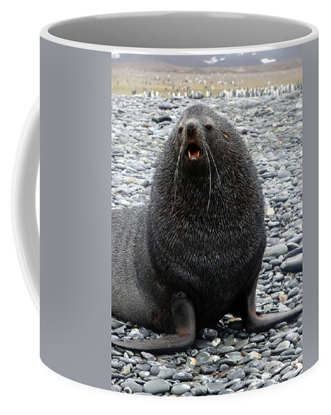 Antarctic Fur Seal Coffee Mug featuring the photograph Beachmaster by Ginny Barklow