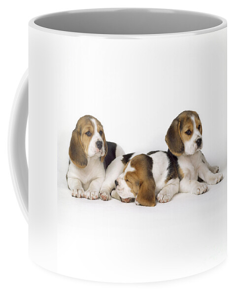Beagle Coffee Mug featuring the photograph Beagle Puppies, Row Of Three, Second by John Daniels