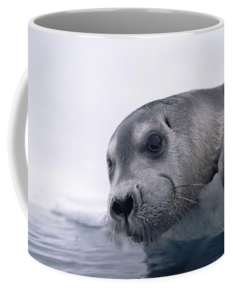 Feb0514 Coffee Mug featuring the photograph Bearded Seal Pup On Ice Edge Arctic by Flip Nicklin