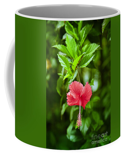 Exotic Coffee Mug featuring the photograph Beautiful Blossom by Gina Koch