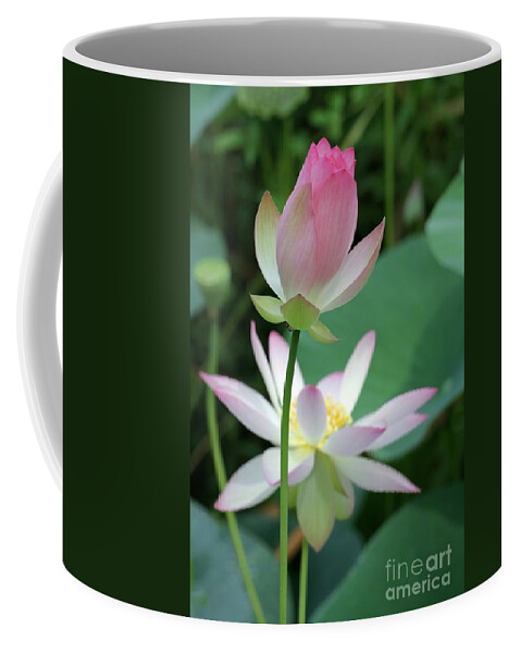 Lotus Coffee Mug featuring the photograph Beautiful Lotus Blooming by Sabrina L Ryan